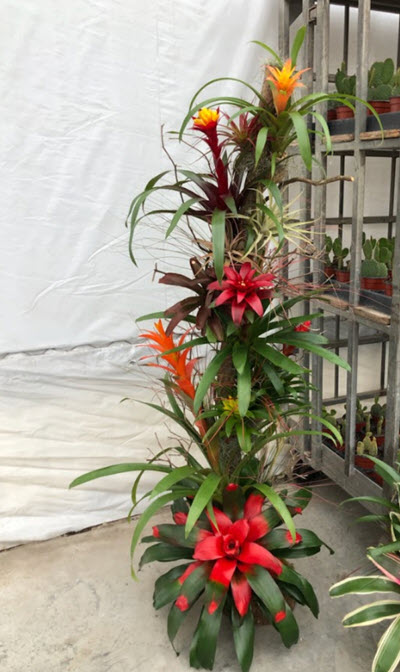 Bromeliad Tree